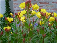 c1068444-mamin vrt 030.JPG